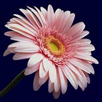 微信雏菊花头像_高清雏菊花花朵图片大全【点击鼠标右键下载】