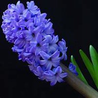 微信风信子头像_高清风信子花朵图片大全【点击鼠标右键下载】