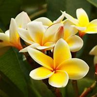 微信鸡蛋花头像_高清鸡蛋花花朵图片大全【点击鼠标右键下载】