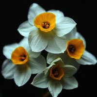 水仙花花朵头像唯美【点击鼠标右键下载】