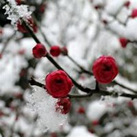 雪中梅花头像_微信头像图片大全