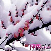 雪中梅花头像_微信头像图片大全