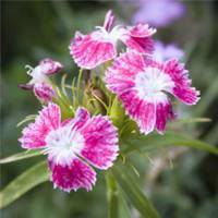 最漂亮風景花草頭像【點擊鼠標右鍵下載】