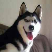 秋田犬猥琐图片_微信头像图片大全