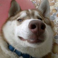 哈士奇情侣狗狗头像_微信头像图片大全