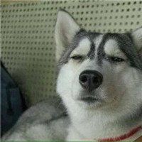 有哈士奇女生头像高清图片哈士奇头像帅气卡通图片微信哈士奇头像卡通