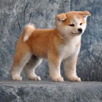 情侣头像秋田犬