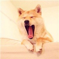 秋田犬头像高清头像_微信头像图片大全