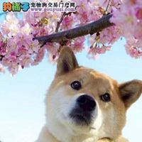 秋田犬小狗头像