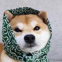 秋田犬头像猥琐