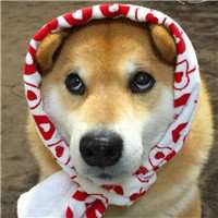 秋田犬喝水1笑头像_微信图片表情包图片爽的男人时大全图片图片