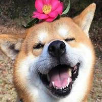 本命年可爱狗狗头像