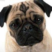 可爱狗狗头像个性网_微信头像图片大全