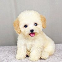 可爱狗狗头像个性网_微信头像图片大全