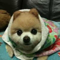 可爱狗狗头像下载_微信头像图片大全