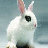 属兔的微信图像【点击鼠标右键下载】
