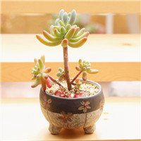 微信多肉植物头像