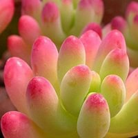 小清新多肉头像_微信头像图片大全