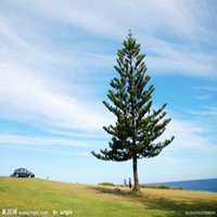 微信头像松树图片大全_绿色挺拔青松植物头像【点击鼠标右键下载】