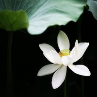 白莲花微信头像图片图片