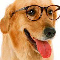 狗狗戴眼镜头像_微信头像图片大全