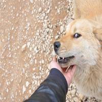 日本田园犬头像【点击鼠标右键下载】