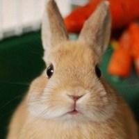 兔子头像超萌卡哇伊