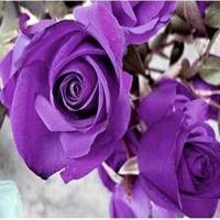 紫玫瑰花图片头像