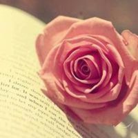 玫瑰花和书头像图片
