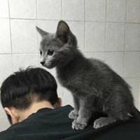 男生抱猫头像背影