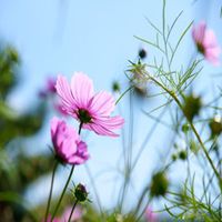 微信格桑花头像图片【点击鼠标右键下载】