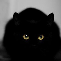 黑猫眼睛微信头像