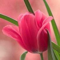 微信头像花朵唯美高清淡雅成熟_微信头像图片大全