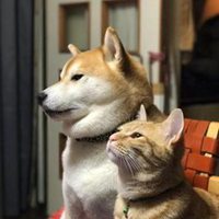 猫咪和柴犬的情侣头像