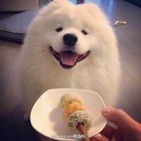 悠然小天一只狗的头像_微信头像图片大全