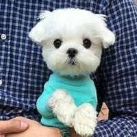 悠然小天一只狗的头像_微信头像图片大全