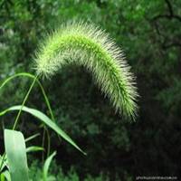 植物头像狗尾巴草_微信头像图片大全