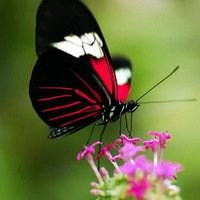 蝴蝶头像的鲜花图片