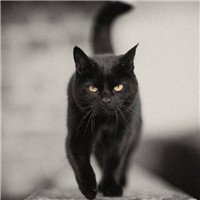 黑色猫头像高冷图片【点击鼠标右键下载】