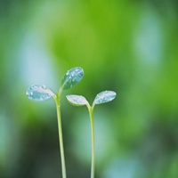 微信头像图片花草小芽【点击鼠标右键下载】