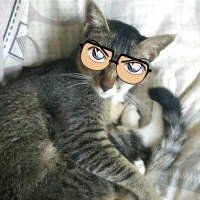 猫戴眼镜头像高冷可爱