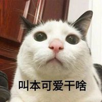 超怂猫猫头像 搞笑对怂猫咪微信头像_微信头像图片大全