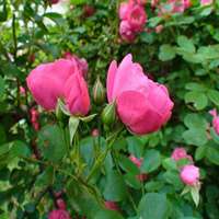 可爱的蔷薇头像图片 红色蔷薇花朵微信头像