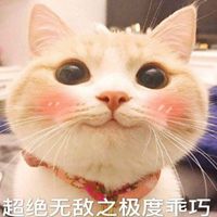 超可爱网红猫楼楼头像逗比搞笑网红猫楼楼头像图片点击鼠标右键下载