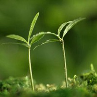 微信小草萌芽头像 顽强小草破土而出头像图片【点击鼠标右键下载】