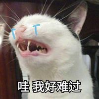 搞笑猫头像图片 搞笑的猫咪头像带字_微信头像图片大全