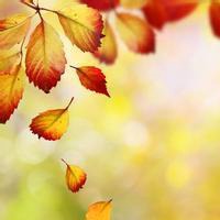 叶子头像唯美意境 绿色清新树叶头像
