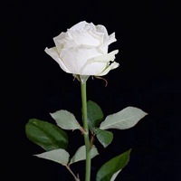 白色蔷薇花头像 白色唯美蔷薇花朵头像