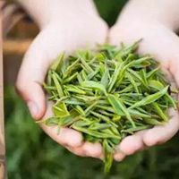 被雨淋的茶叶微信头像 下雨天的茶叶头像