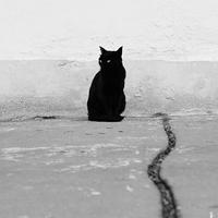 诡异的黑猫头像 诡异恐怖黑猫头像